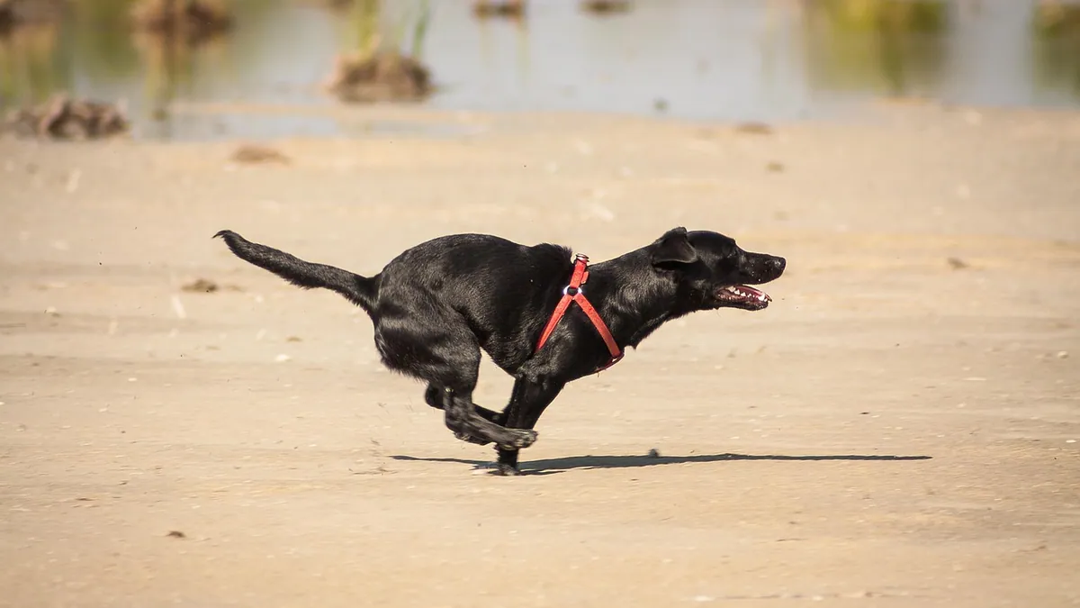 Dog Cyst on the Leg or Joint: Causes and Treatment