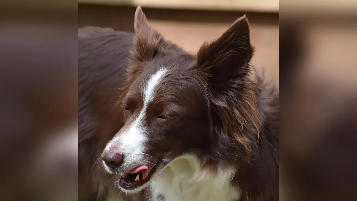 Dog Cyst on the Mouth, Lip, or Chin: What to Do