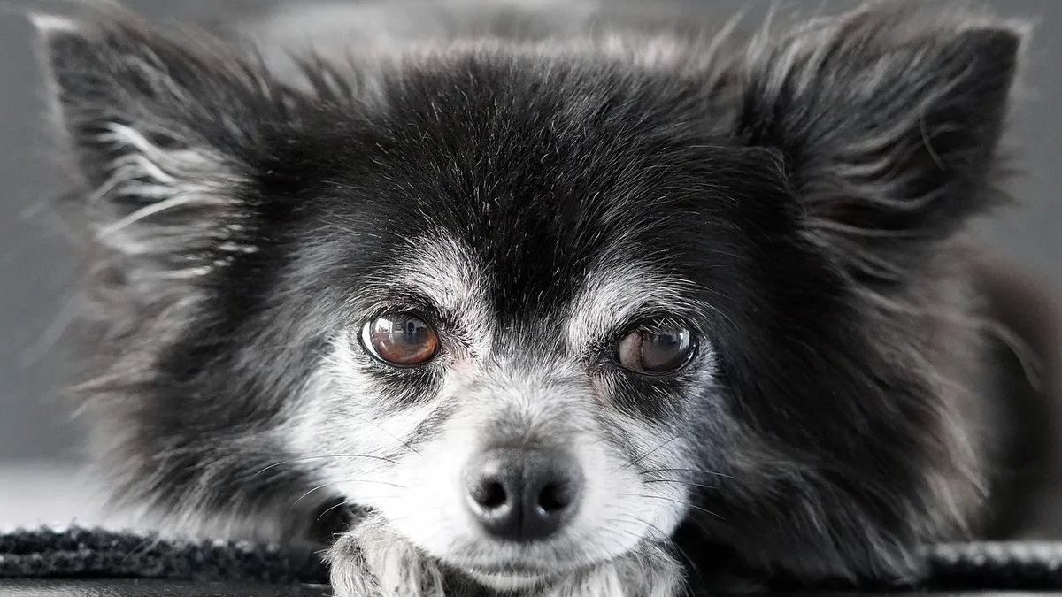 Dog Cyst on the Paw: Treatment and Home Care Tips