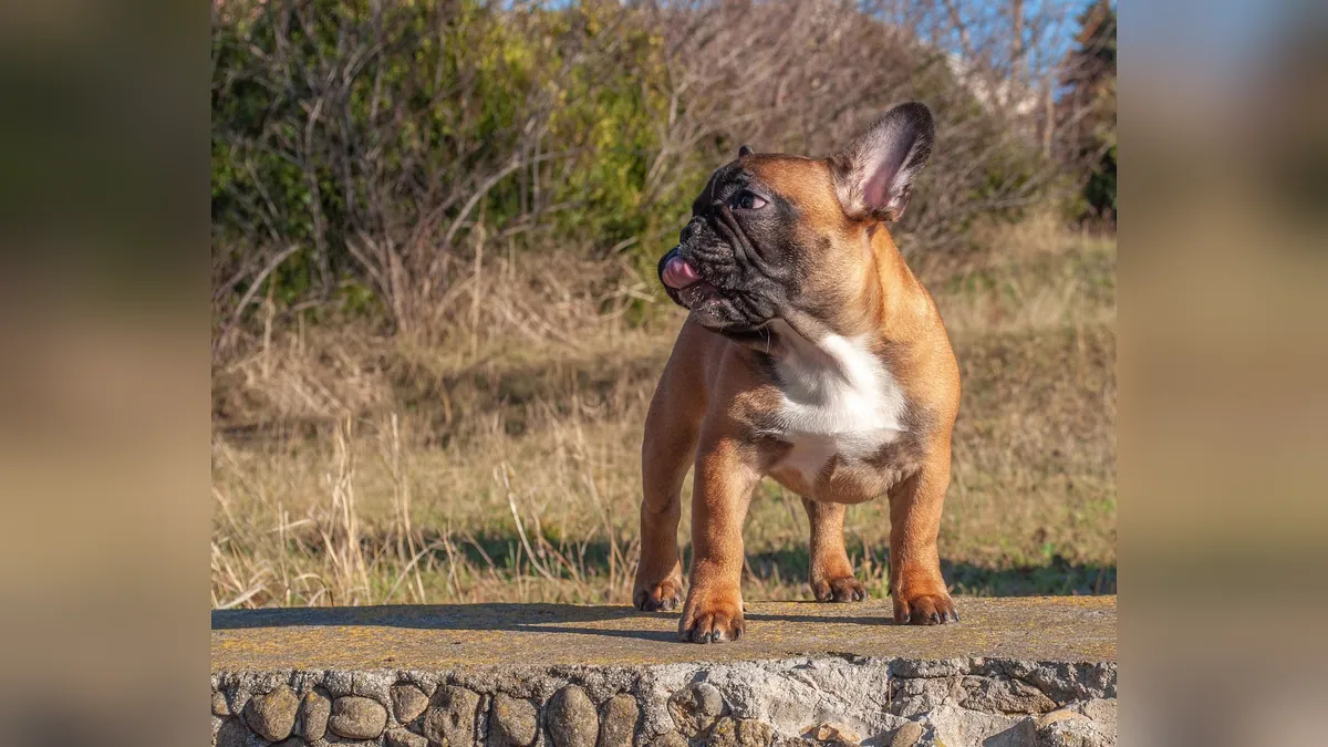 Dog Cyst or Tumor on the Chest: How Vets Tell Them Apart