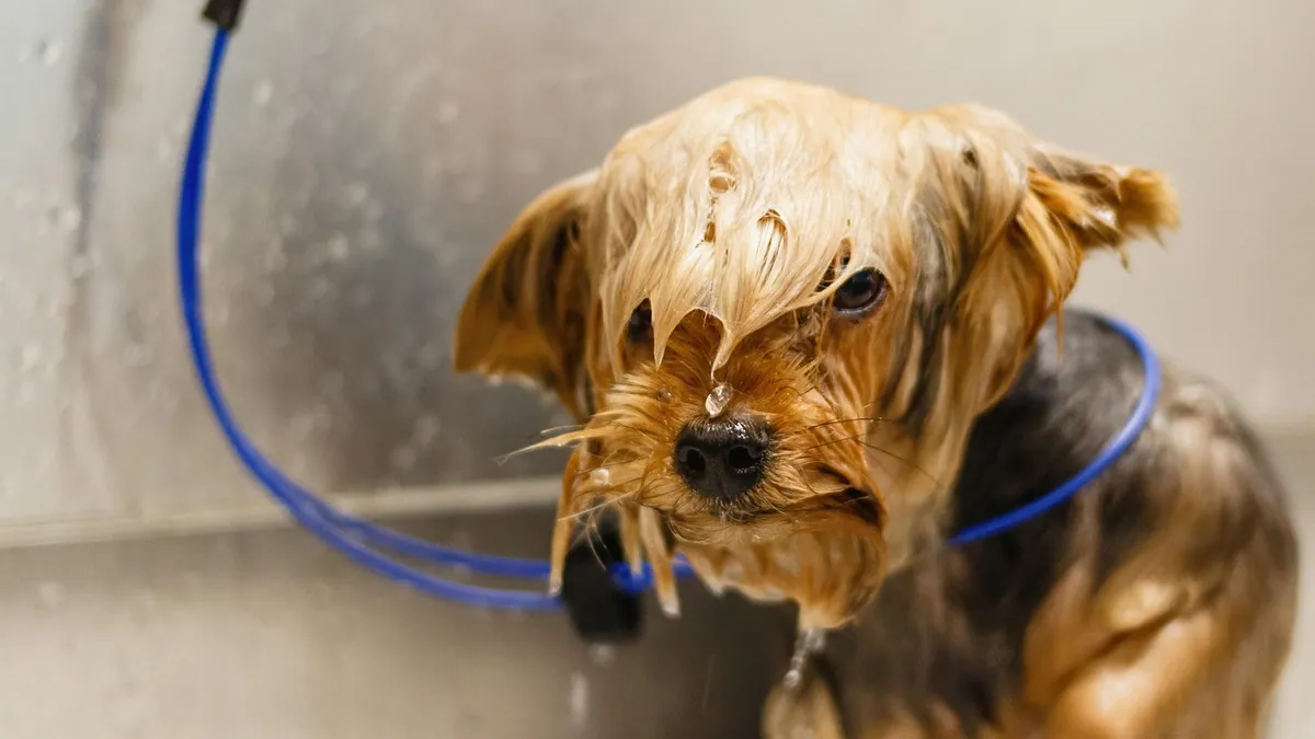 What Causes Dog Dander? Why Some Dogs Shed More Allergens