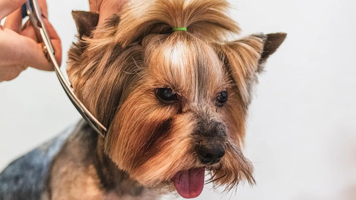How to Treat Dog Dandruff: Home Remedies That Work