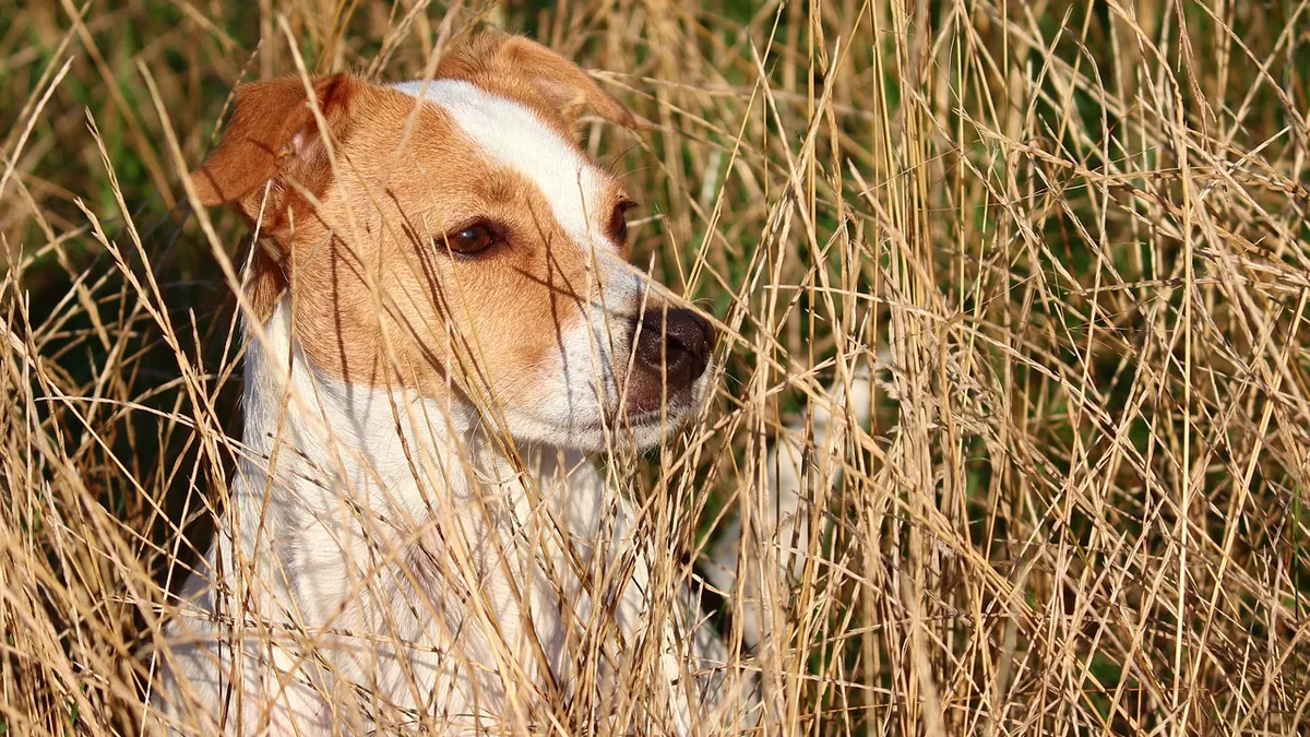 What Causes Dog Dermatitis and Skin Irritation?