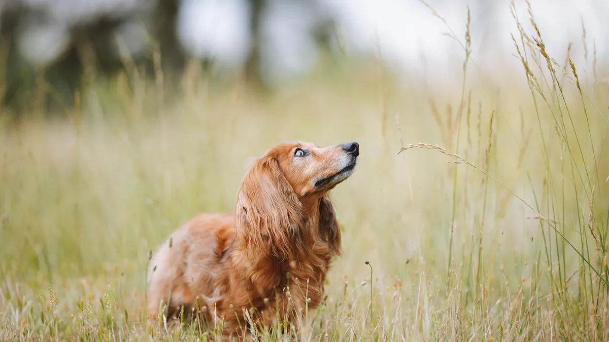 Dog Deworming Side Effects: What's Normal and What's Not