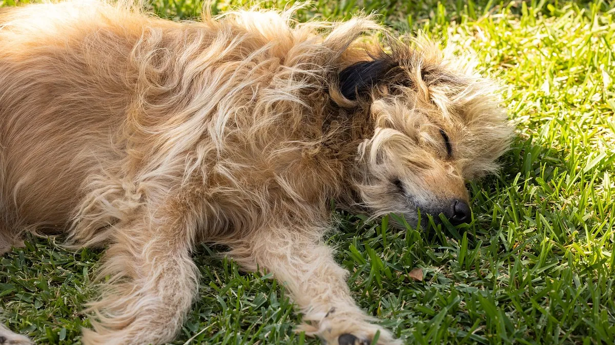 Dog Diarrhea After Anesthesia: Normal or a Concern?