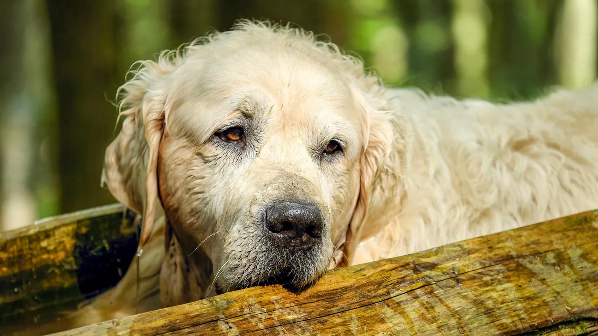 Dog Diarrhea After Boarding: Causes and What to Do