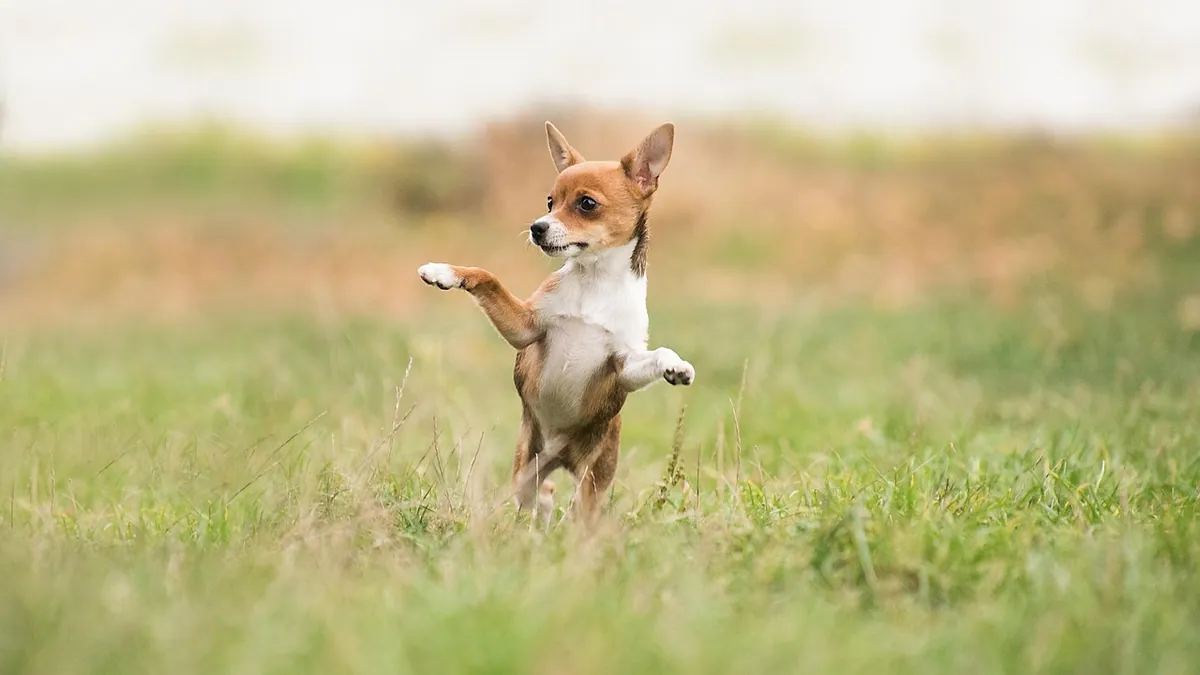Dog Diarrhea Chart: What Color and Consistency Mean