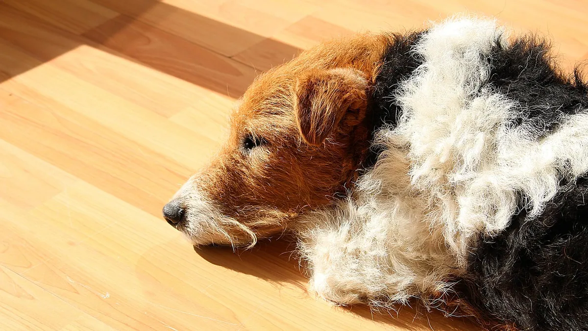 Dog Diarrhea Colors and What They Mean