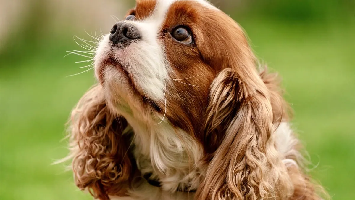 Dog Diarrhea After Gabapentin: Is It a Side Effect?