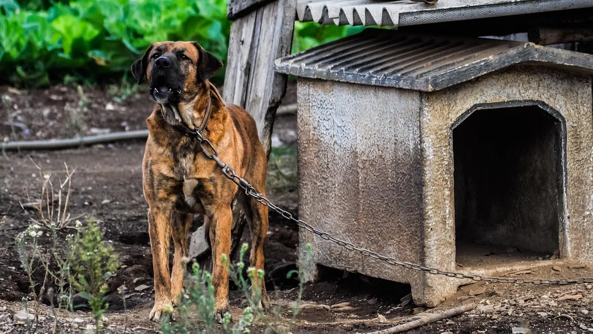 Dog Diarrhea in the Crate or Kennel: Causes and Fixes