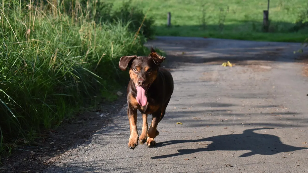 Dog Diarrhea in Heat and During the Heat Cycle
