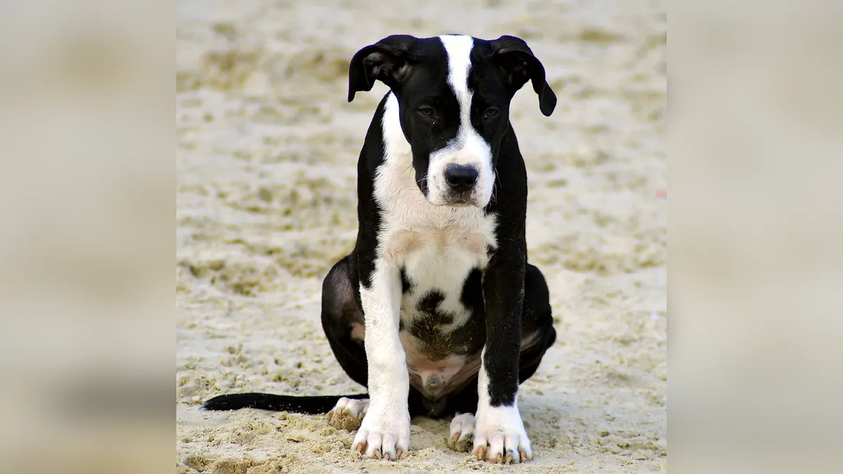 Kaolin for Dog Diarrhea: Does It Work and Is It Safe?