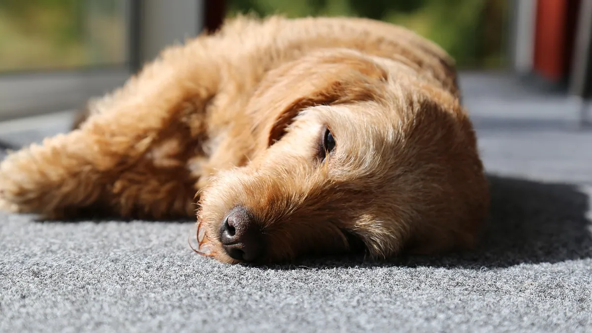Dog Diarrhea With Lethargy and No Appetite: When to Worry