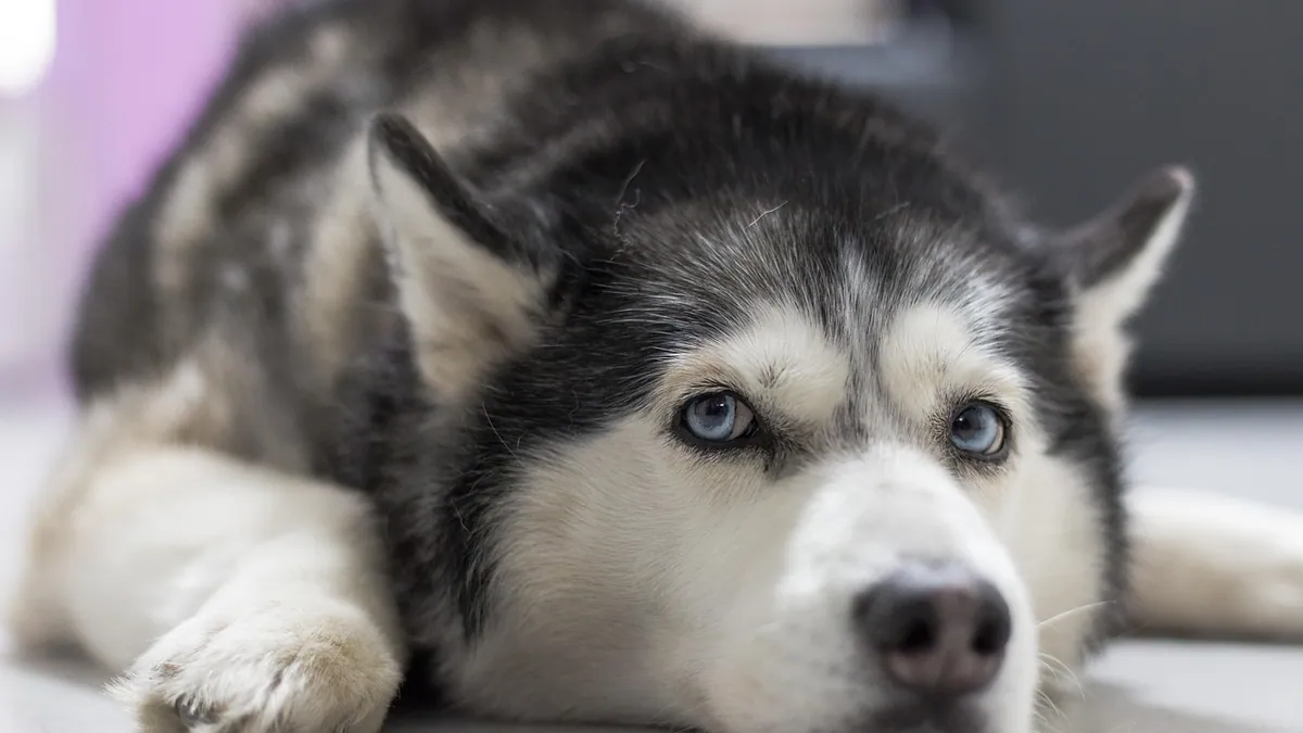 Dog Diarrhea That Won't Go Away: Chronic Causes and Testing