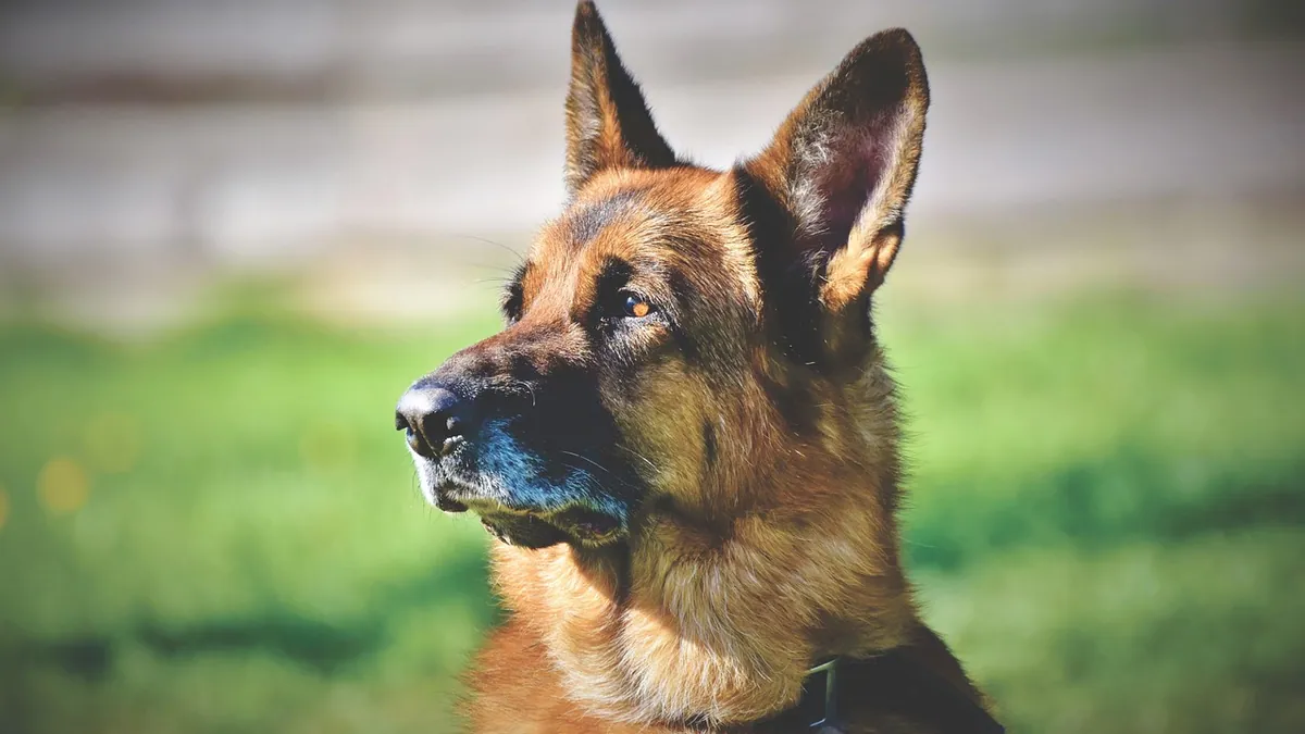 Dog Diarrhea That Smells Like Death: Causes and When to Worry