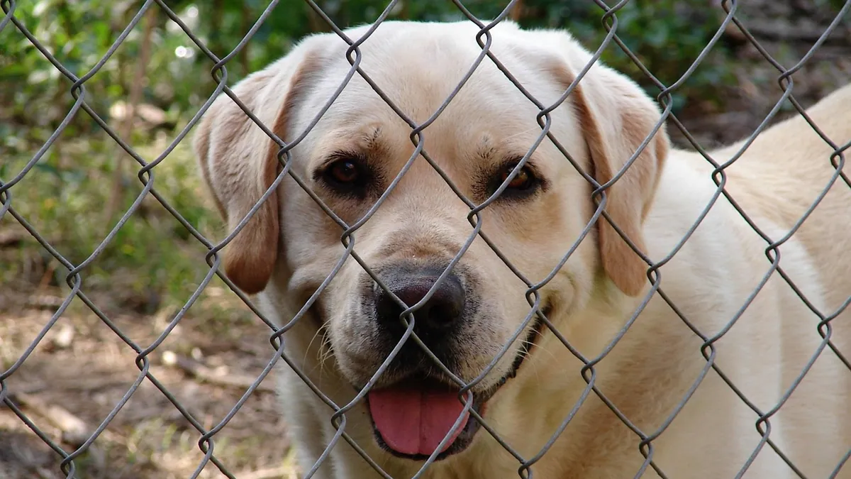 Dog Diarrhea and Vomiting After a Kennel Stay