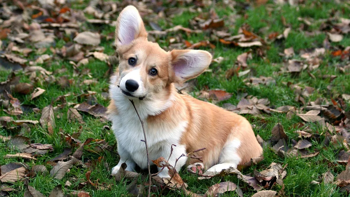 Diarrhea vs Loose Stool in Dogs: What's the Difference?