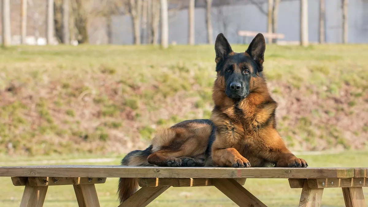 Dog Diarrhea Without Vomiting: Causes and When to Call the Vet