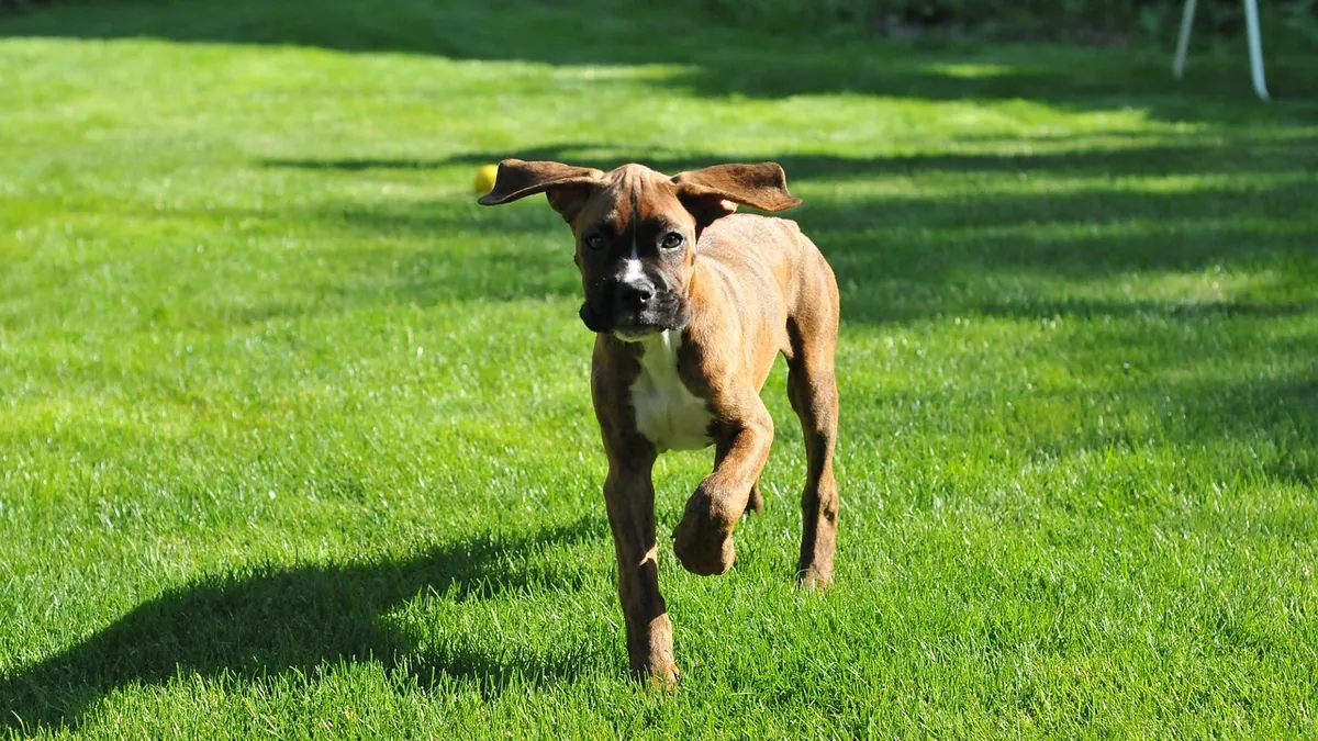 How to Tell If Your Dog Dislocated a Hip, Shoulder, or Leg