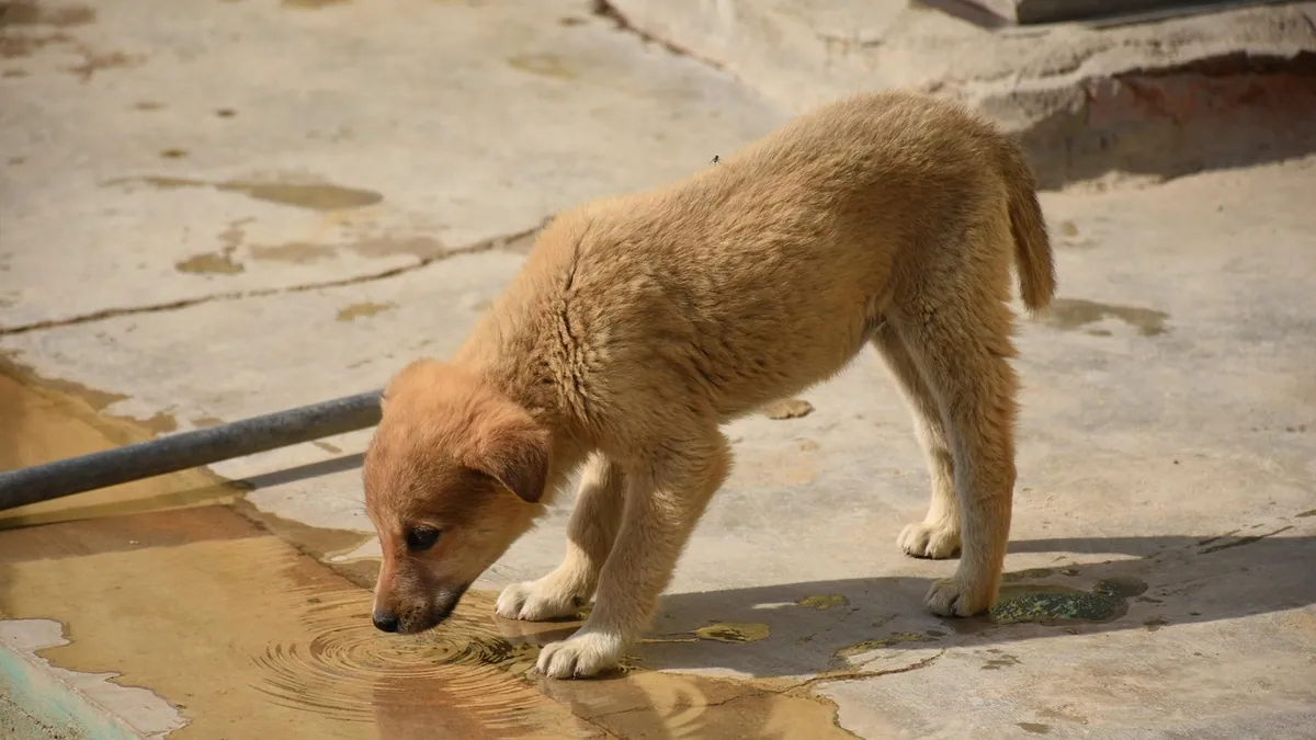 Dog Drank Bleach Water: Risks and What to Do