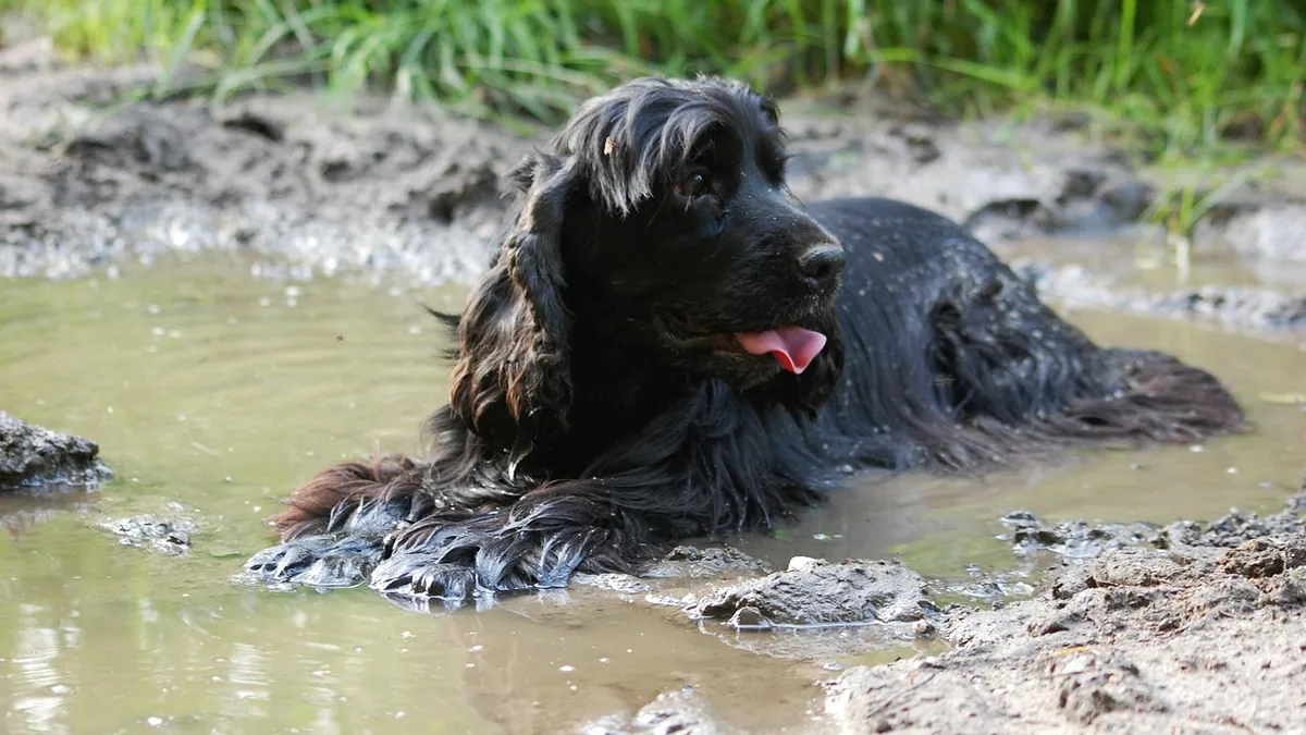 My Dog Drank Dirty Water: Risks and Home Care