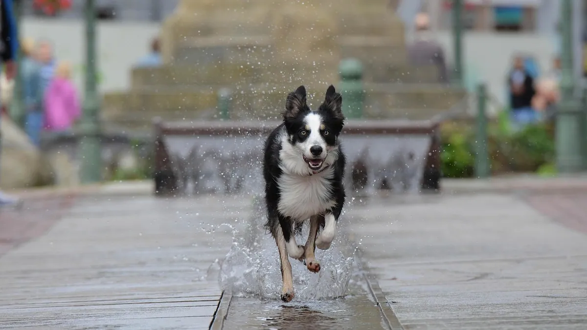 Getting Your Dog to Drink From a Water Fountain