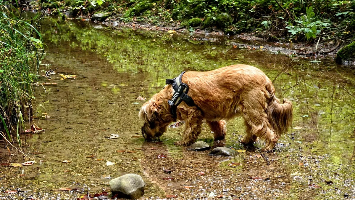 Why Does My Dog Drink His Own Pee? What's Normal