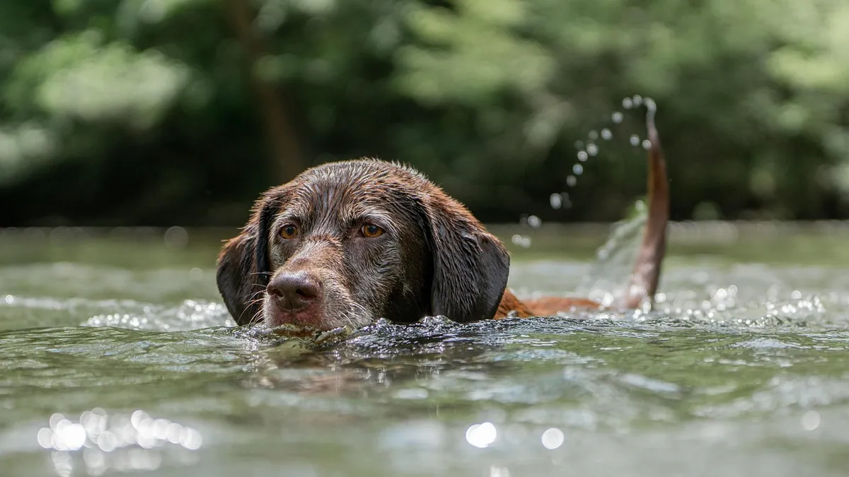 Why Does My Dog Drink Water So Fast? How to Slow Them Down