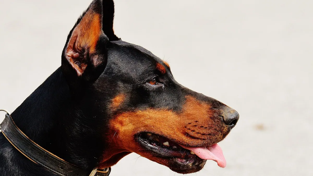Why Is My Dog Dry Heaving? Causes and What to Do