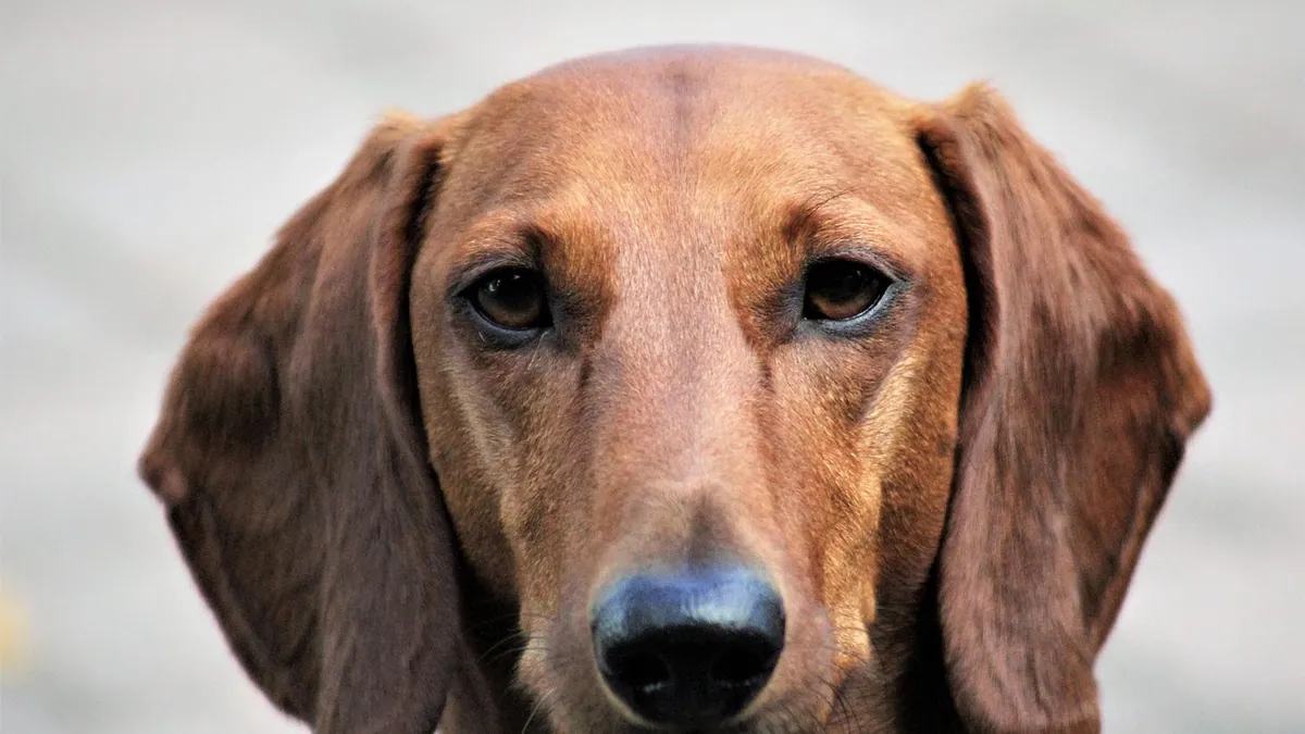 What Can I Give My Dog for Dry Itchy Skin?