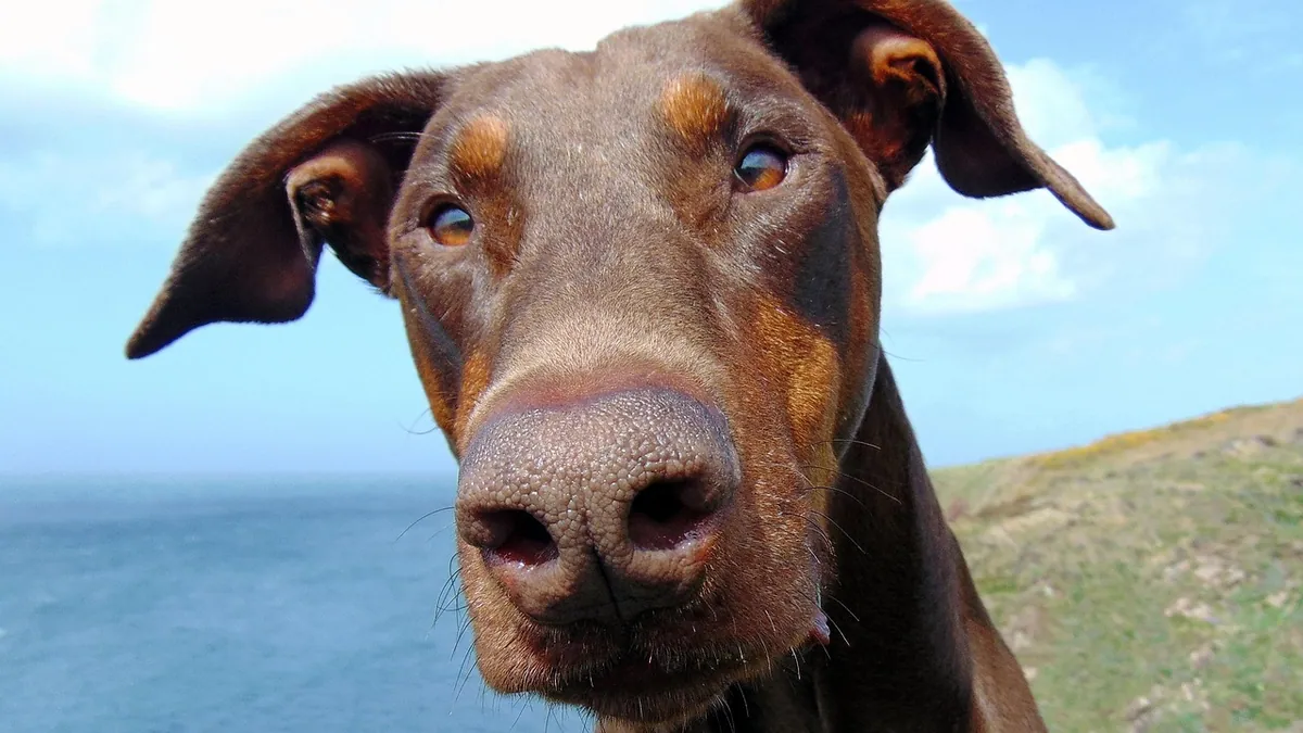 Ear Cropping in Dogs: Why Vets Advise Against It