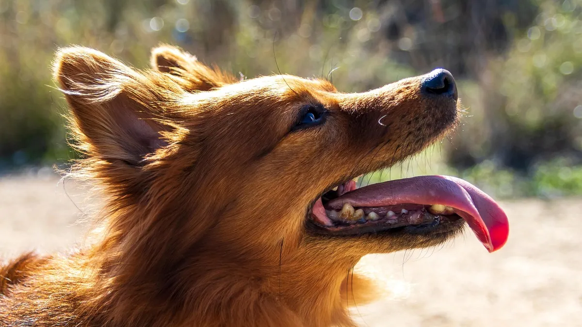 Dog Ear Exudate: What Discharge Means and When to See a Vet