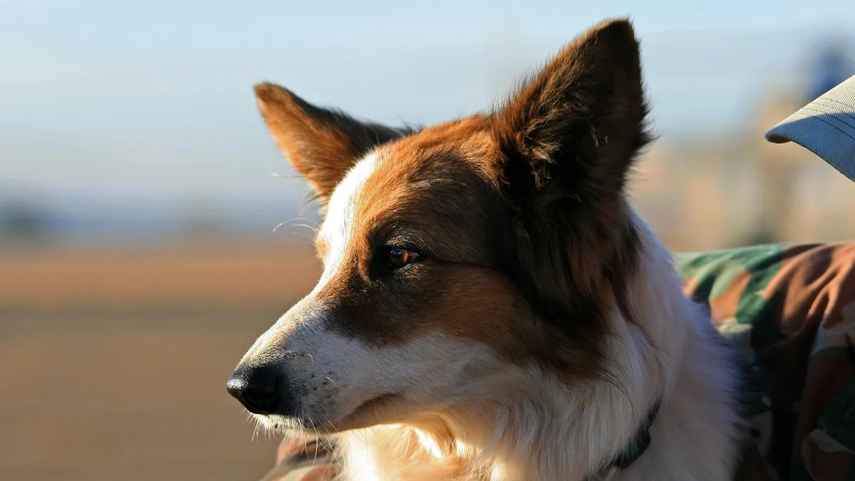Lump on Your Dog's Ear Flap or Behind the Ear