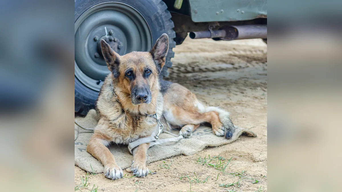 Dog Ear Gel: What It Is, How to Use It, and Safety Tips