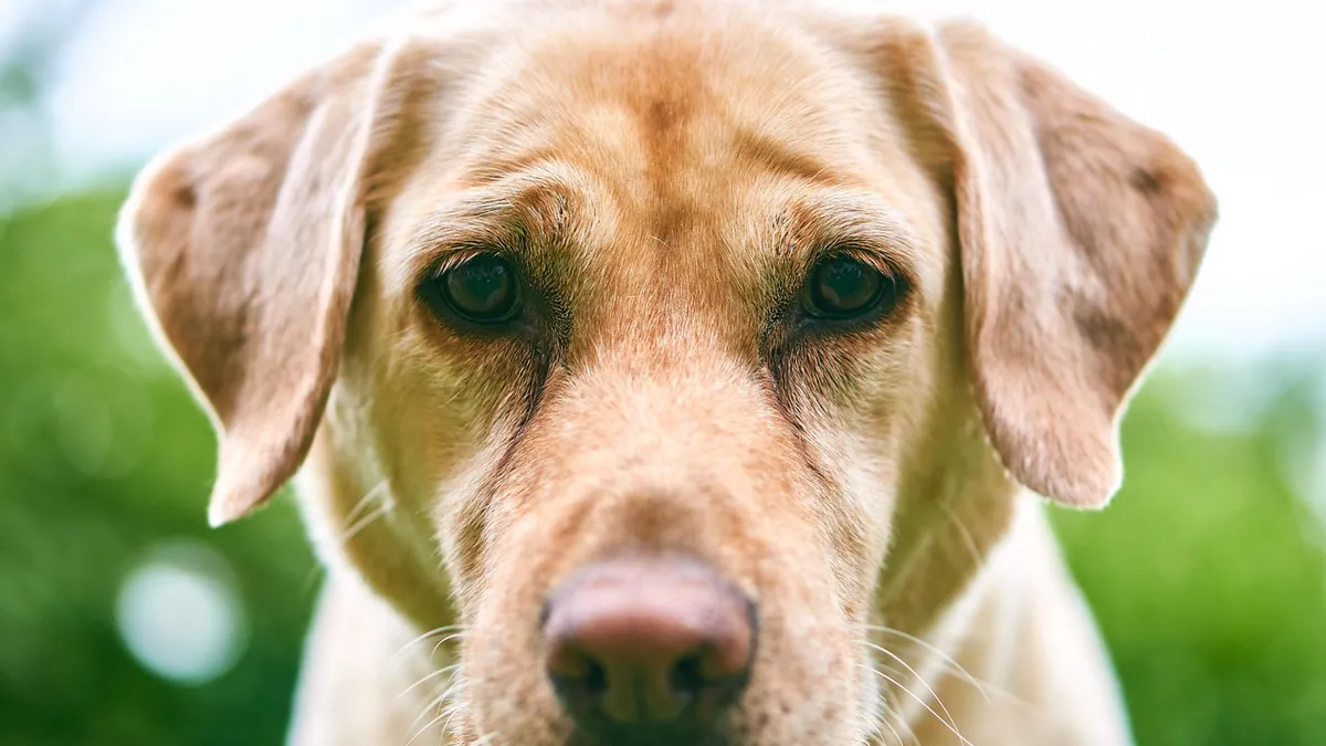 Dog Ear Growth: Causes of Lumps Inside the Ear Canal