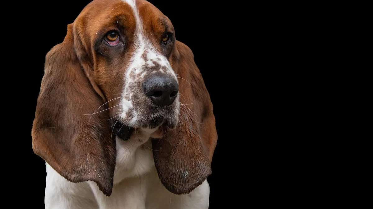 Dog Ear Gunk: What Brown Discharge Means and How to Treat It