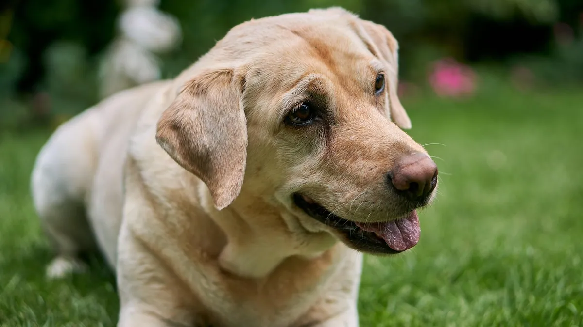 Is a Dog Ear Infection Contagious to Other Pets or People?