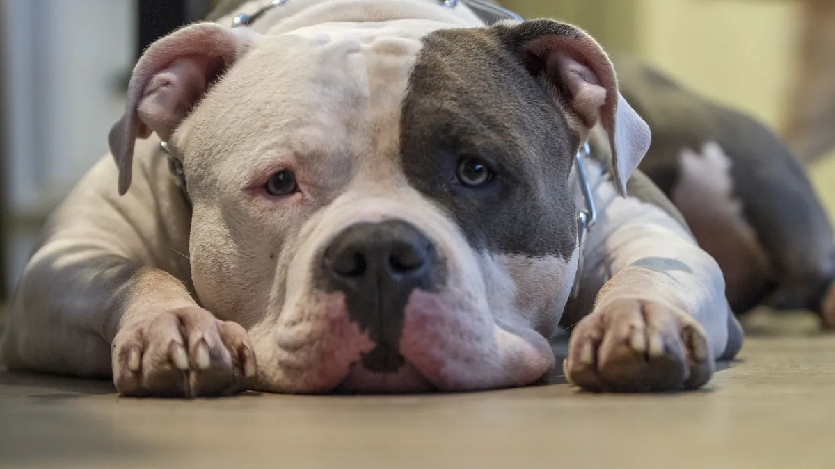 Dog Ear Infection Without a Vet: What's Safe and What's Not