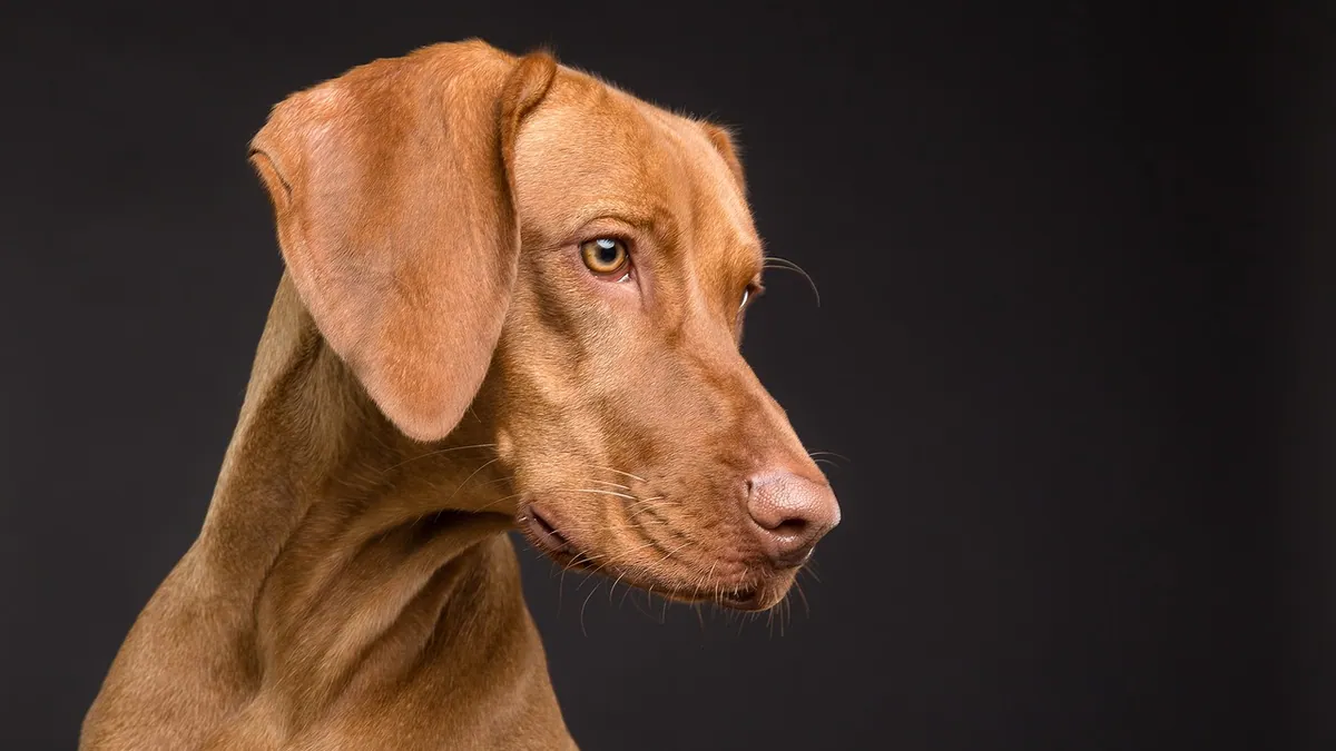 Dog Ear Keratosis: Scaly Growths on the Ear and What They Mean