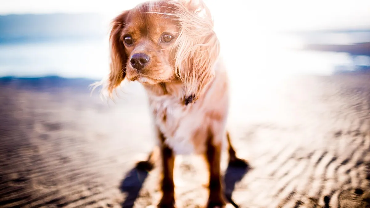 Dog Ear Laceration: First Aid and When Stitches Are Needed