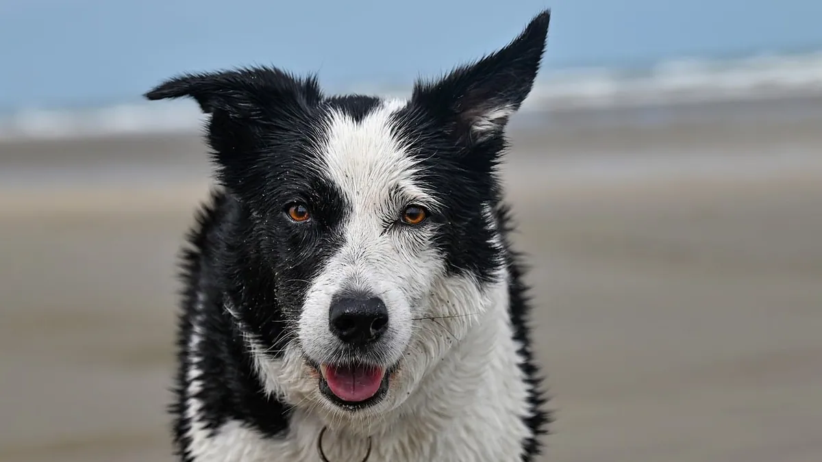 Dog Ear Language: What Your Dog's Ears Say About Their Mood