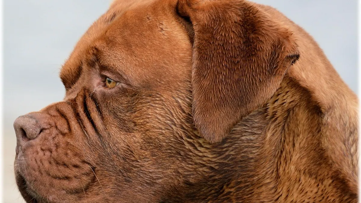 Dog Ear Leaking Fluid: Causes of Clear or Yellow Discharge
