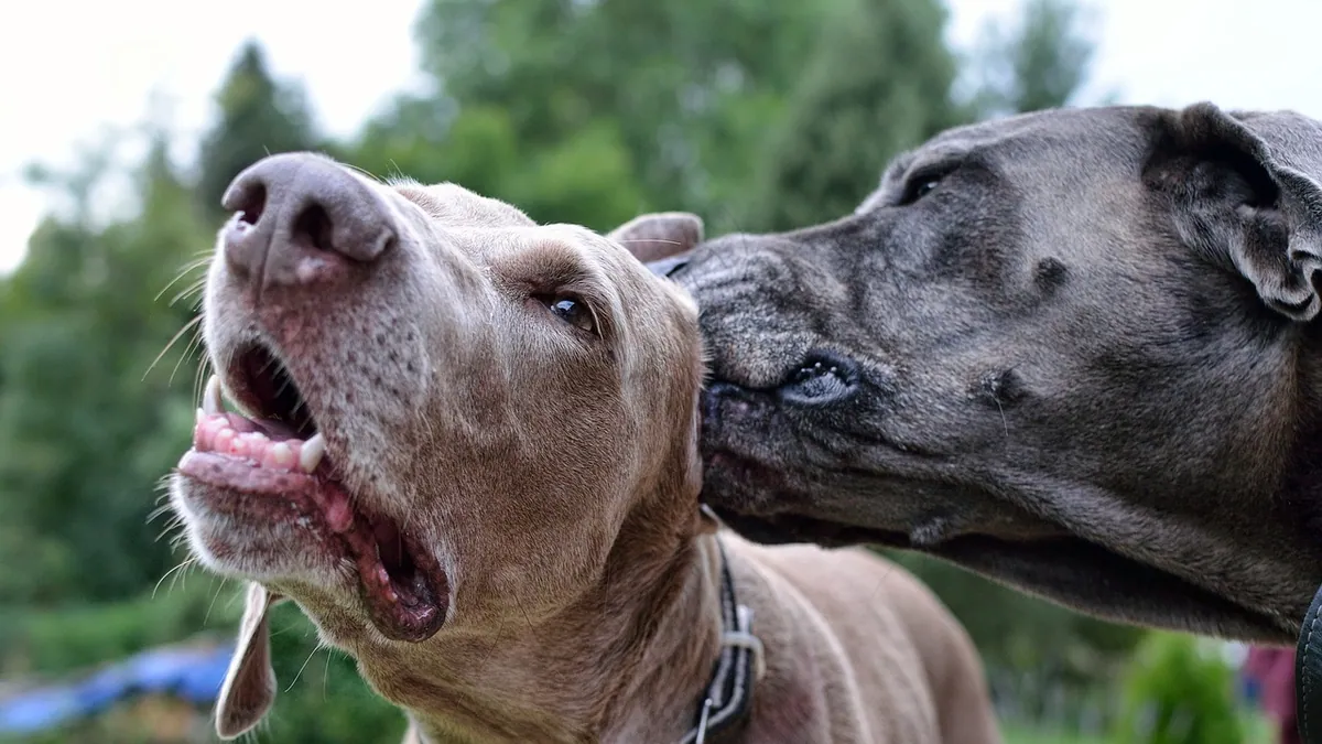 Dog Ear Lotion: What It's For and How to Use It Safely