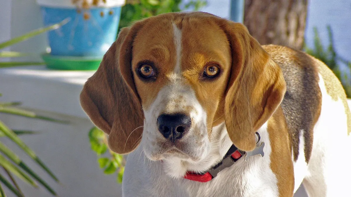 Why Is My Dog's Ear Oozing Fluid? Causes and What to Do
