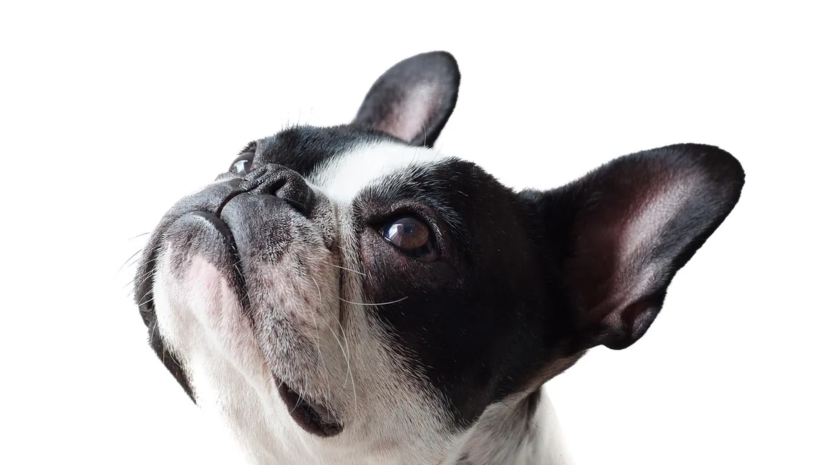Dog Ear Rash and Crusty Edges: Causes and Treatment