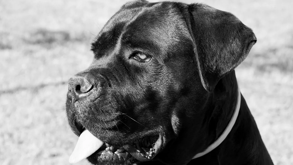 Ear Tumors in Dogs: Cancer Signs and Next Steps