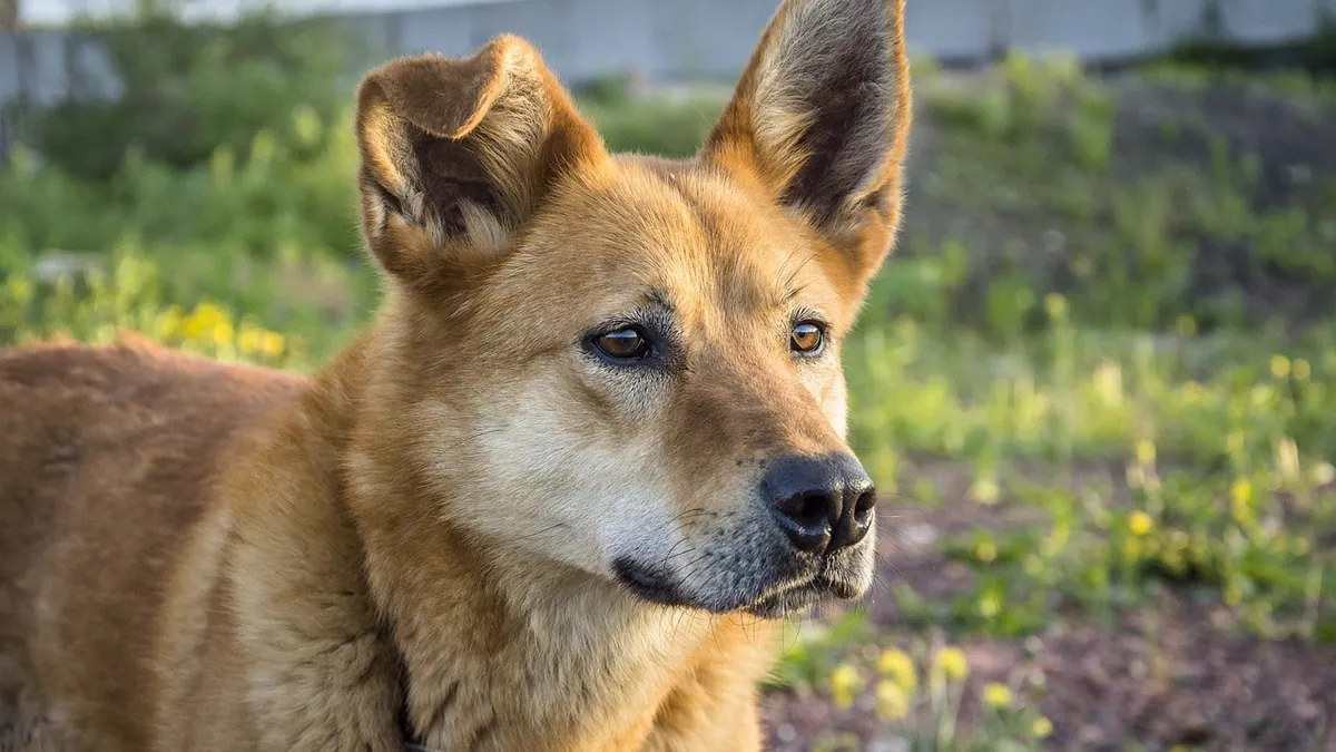 Dog Ear Ulcer Treatment: Causes and Vet-Approved Care