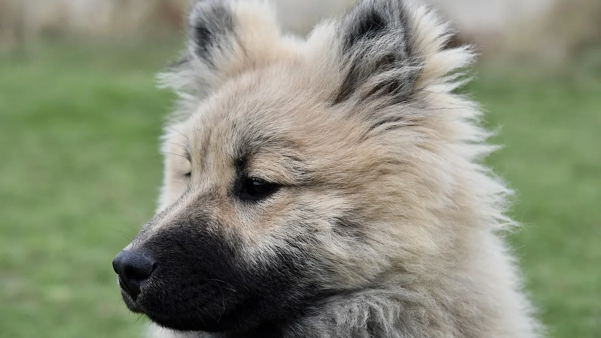 Dog Ear Vasculitis: Symptoms, Causes, and Treatment