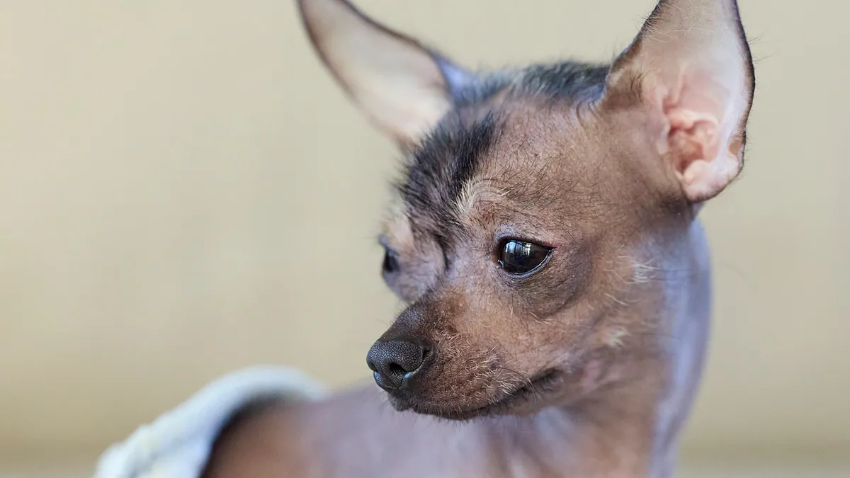 Dog Ear Wraps and Bandages: How to Protect Your Dog's Ears