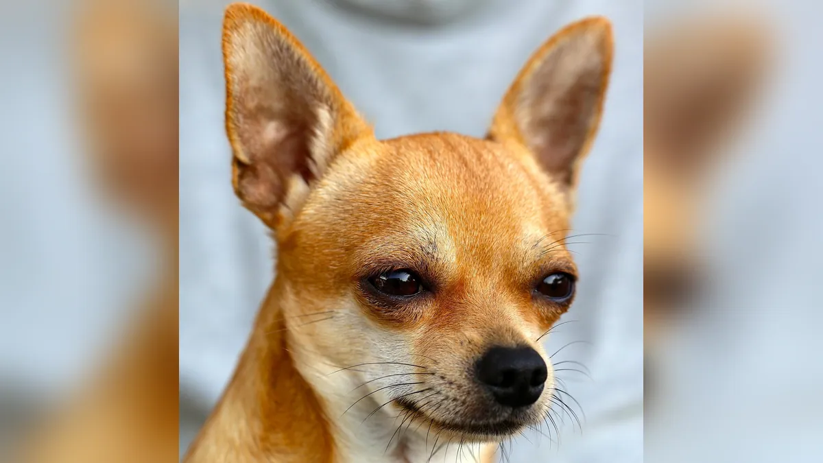 Are Dog Ears Supposed to Be Warm? Ear Temperature Facts